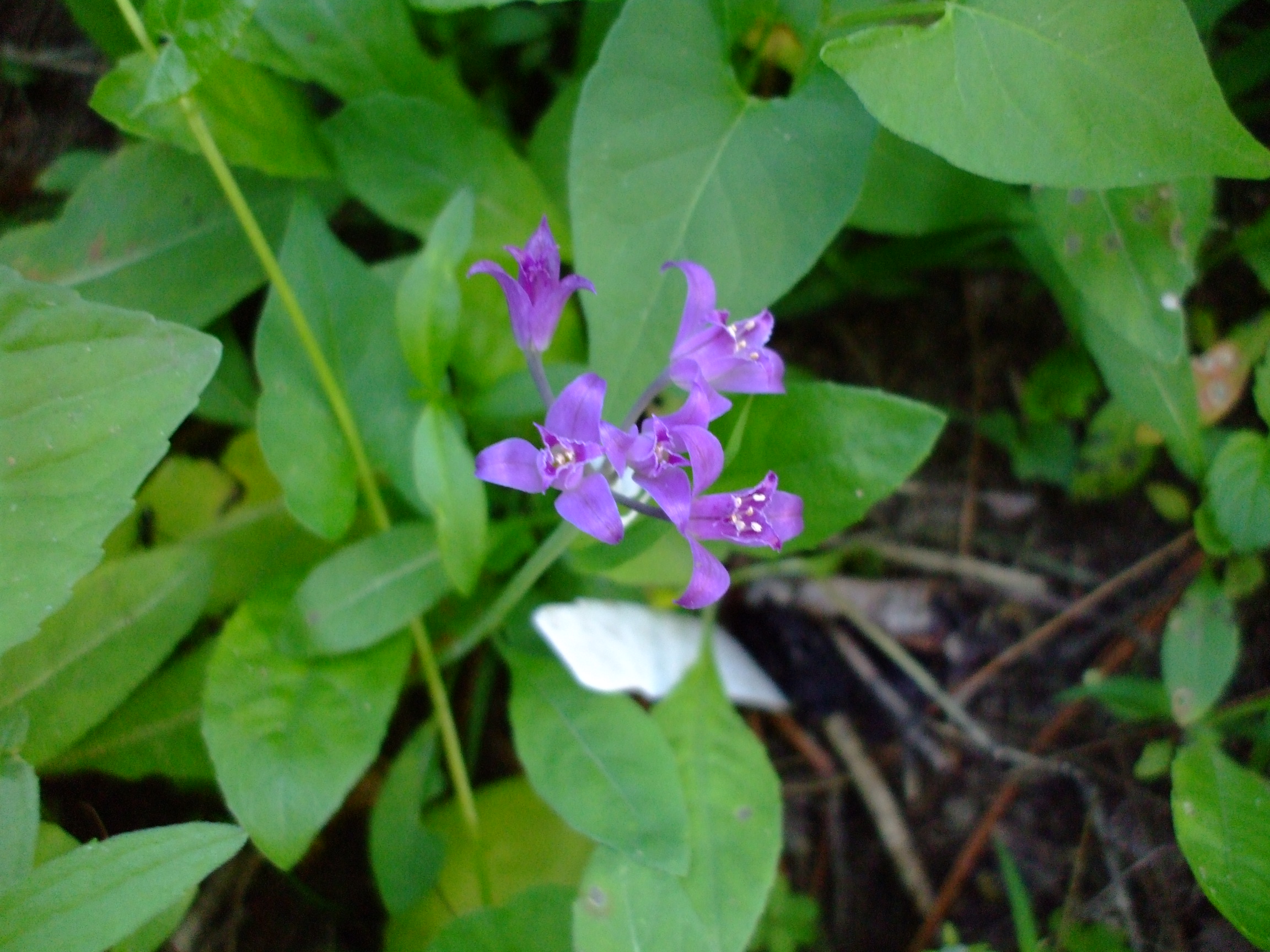 Allium acuminatum